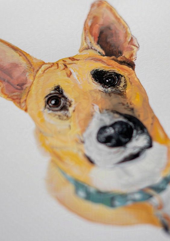 A close-up and angled photo of the same portrait of the German Shepherd mix. Focusing on the eyes where the rest of the image gets blurry.