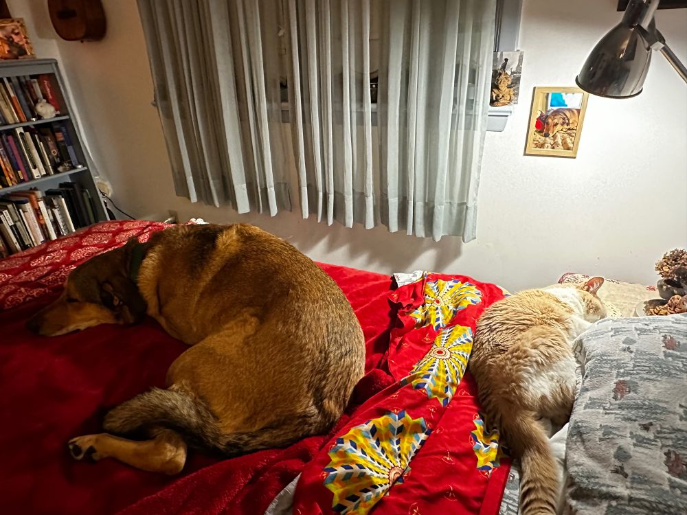 Bigass dog curled up next to a little cat on a red blanket