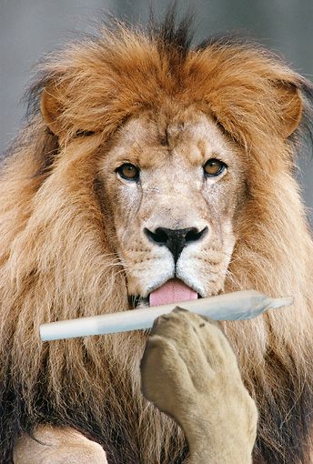 Aufnahme eines liegenden Löwen, er hat die Zunge aus dem Maul heraushängen. Jemand hat ihm einen Joint und eine Pfote so hineinmontiert, dass es aussieht, als würde er sich einen Joint drehen.