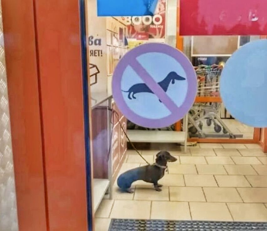 Das Bild zeigt den Eingang eines Geschäfts oder Supermarkts. Direkt vor der Eingangstür sitzt ein Dackel (eine Hunderasse mit langem Körper und kurzen Beinen) angeleint auf dem Boden. Auffällig ist ein rundes Schild an der Tür mit einem durchgestrichenen Dackel-Symbol, das darauf hinweist, dass Hunde – insbesondere Dackel – in das Geschäft nicht mitgenommen werden dürfen. Die Szene wirkt humorvoll, da der echte Dackel genau unter dem Verbotsschild sitzt, das exakt seine Silhouette zeigt.