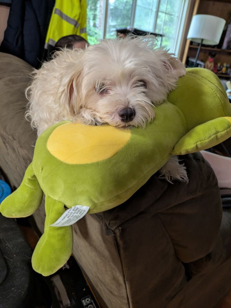 Maisy, laying on Frobert (stuffed animal frog), while looking at the camera