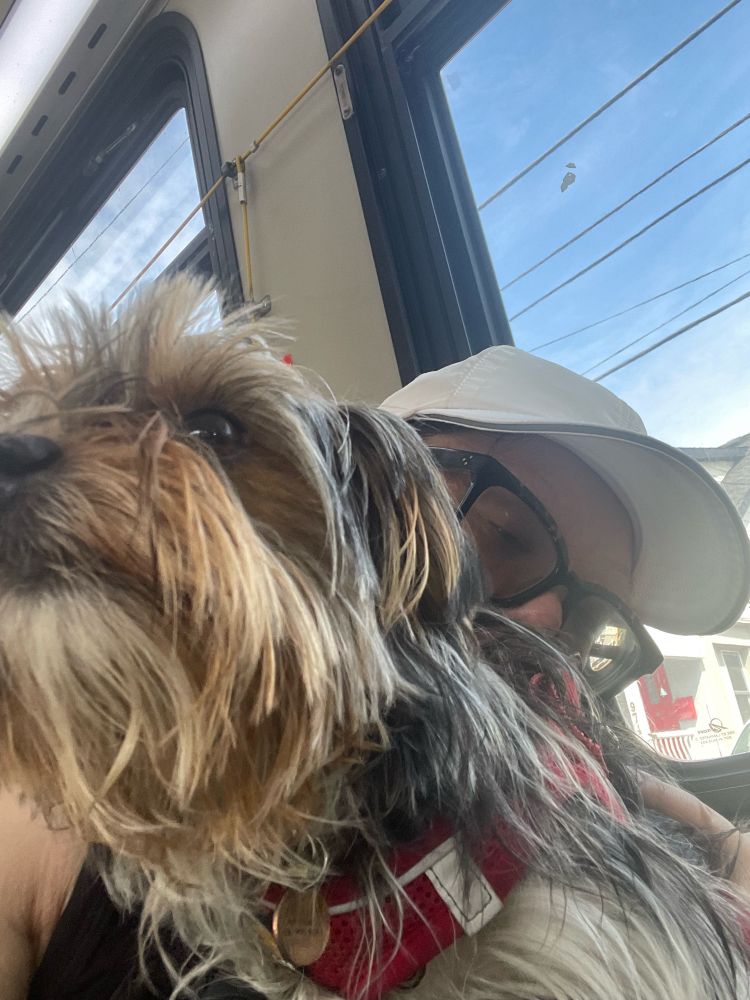 Morkie dog sitting on human lap looking content while human tries to get on frame 