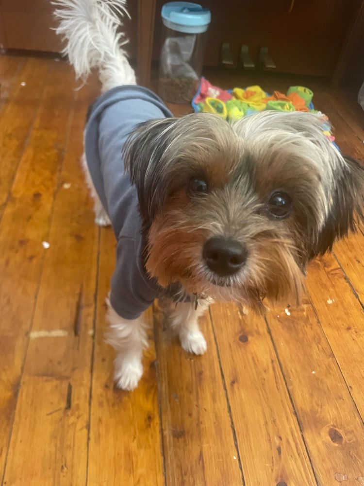 Tricolour Morkie wearing a little blue hoodie 