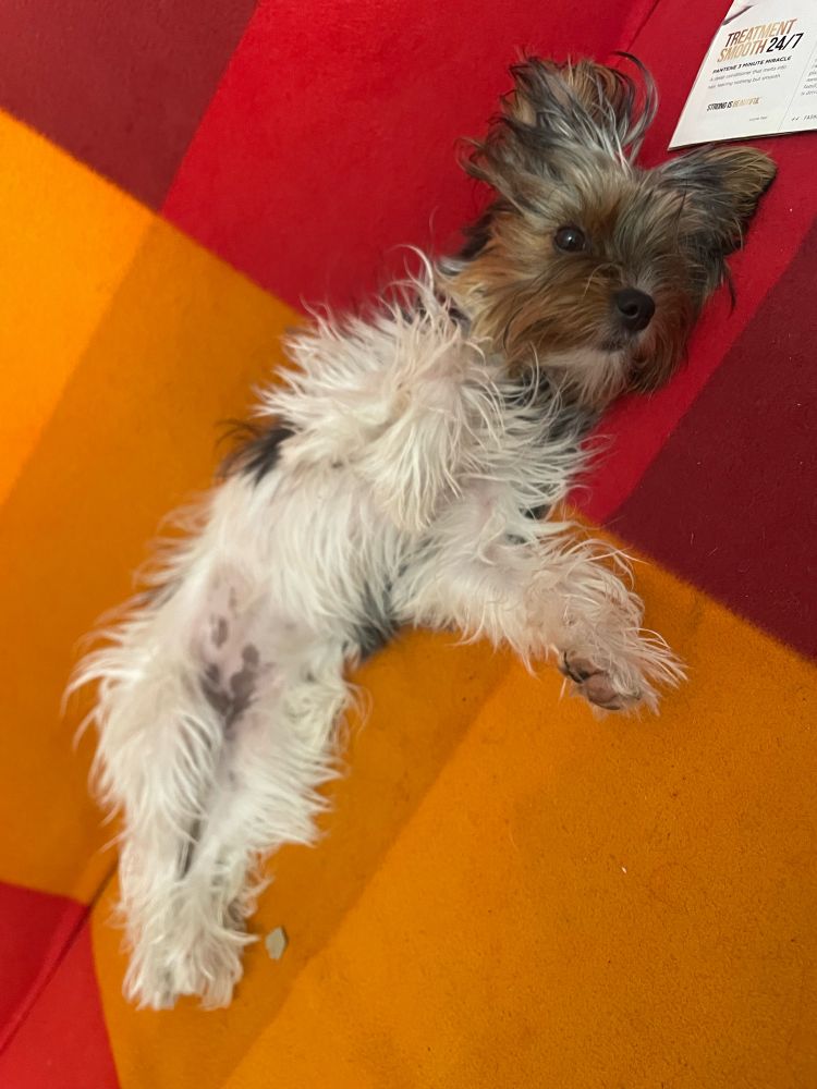 Little fuzzy terrier lying on her back looking like she is hungover