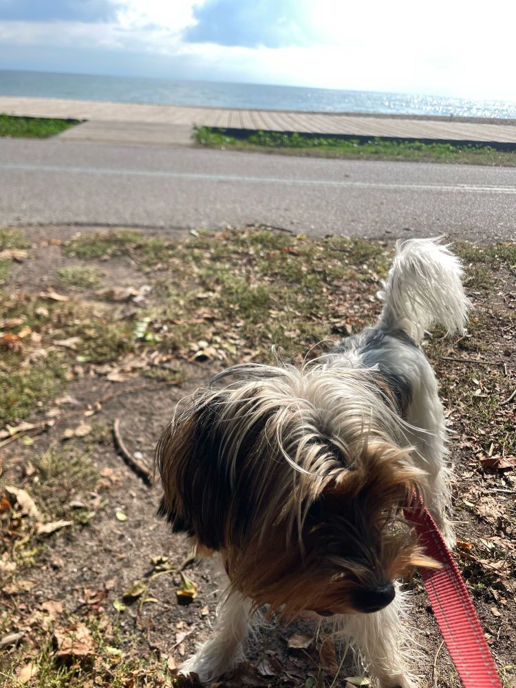 Doggie on a sunny day near a boardwalk and the water