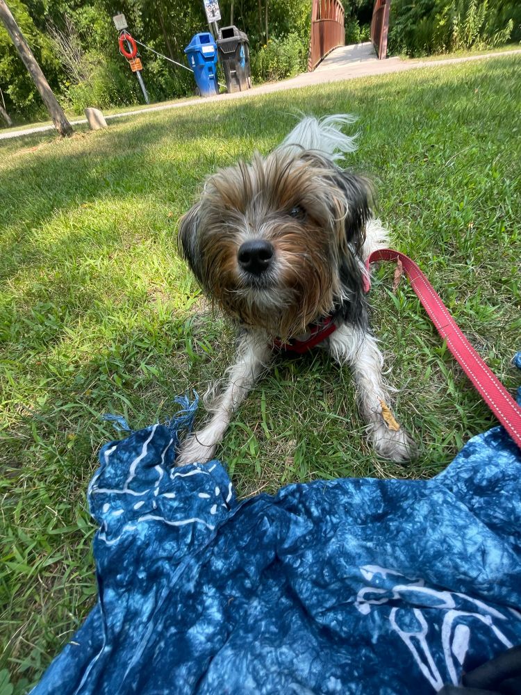 A little tricoloured terrier filthy from running around in the creek. 