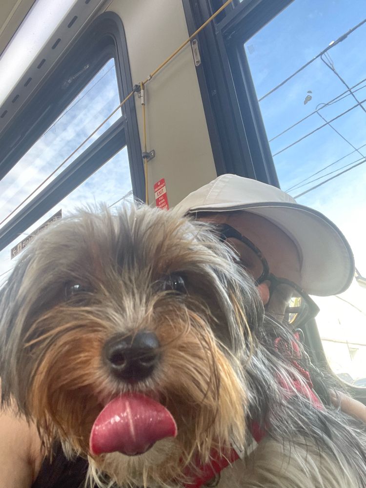 Little morkie mix looking straight at camera with her tongue out on ttc bus 