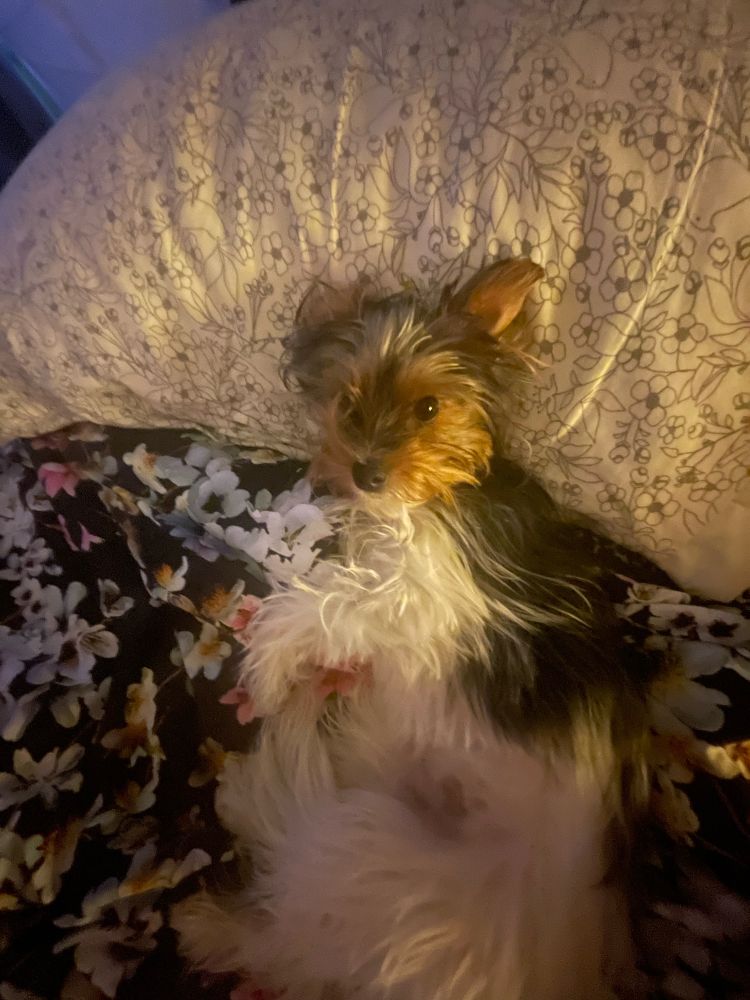 A small cute dog with her head on a floral pillow lying on a floral bedspread 