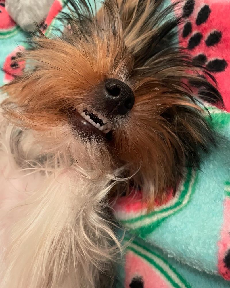 Close up of a little dog face showing her teeth gently in her sleep