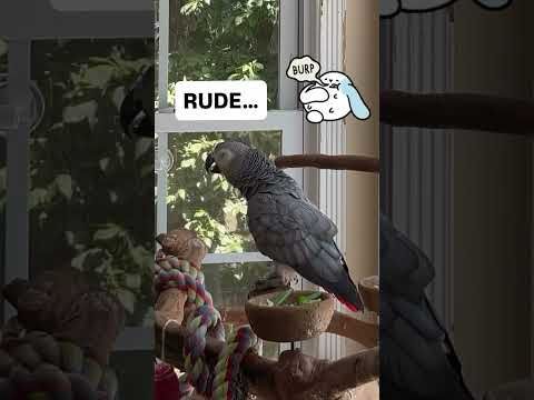 Symon says: Don’t be rude😳😳💕🦜Please Subscribe💋#funnyparrot #talkingbird #birds #pets #burp