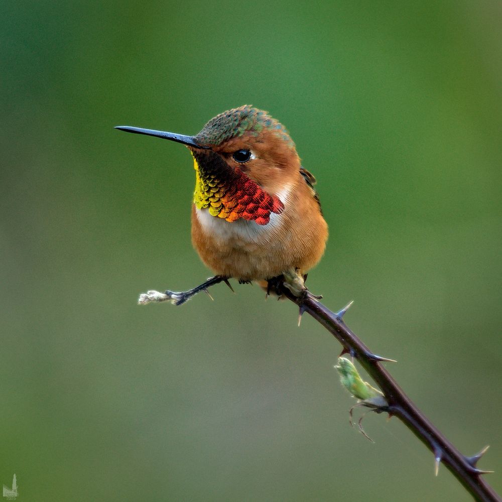 A male rufous hummingbird on a thorny stem photographed in Newport, Oregon.