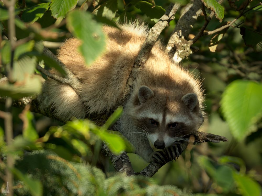 A raccoon up high in a tree in my backyard in Newport, Oregon.
