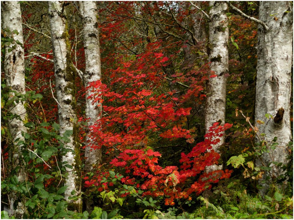 Red is a relatively rare color for coastal Oregon fall, mostly provided by understory maple bushes.