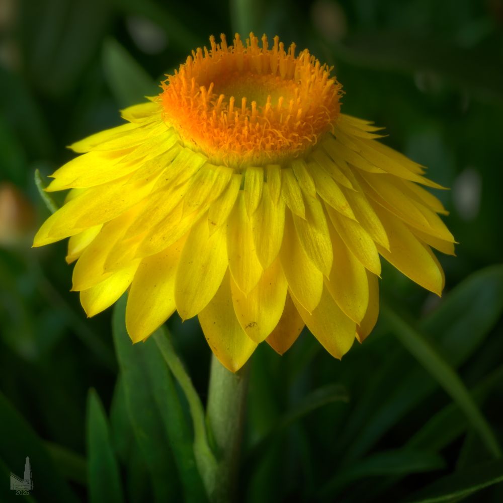 A straw flower