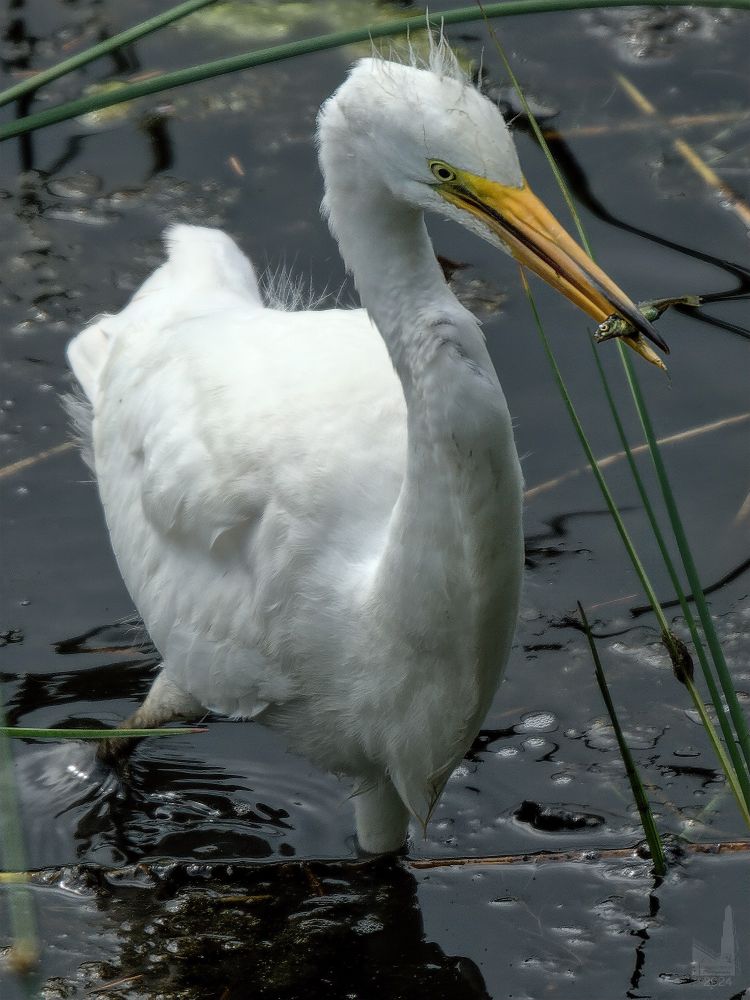 An egret get a fish in a small lagoon on the inland side of Salishan Spit.