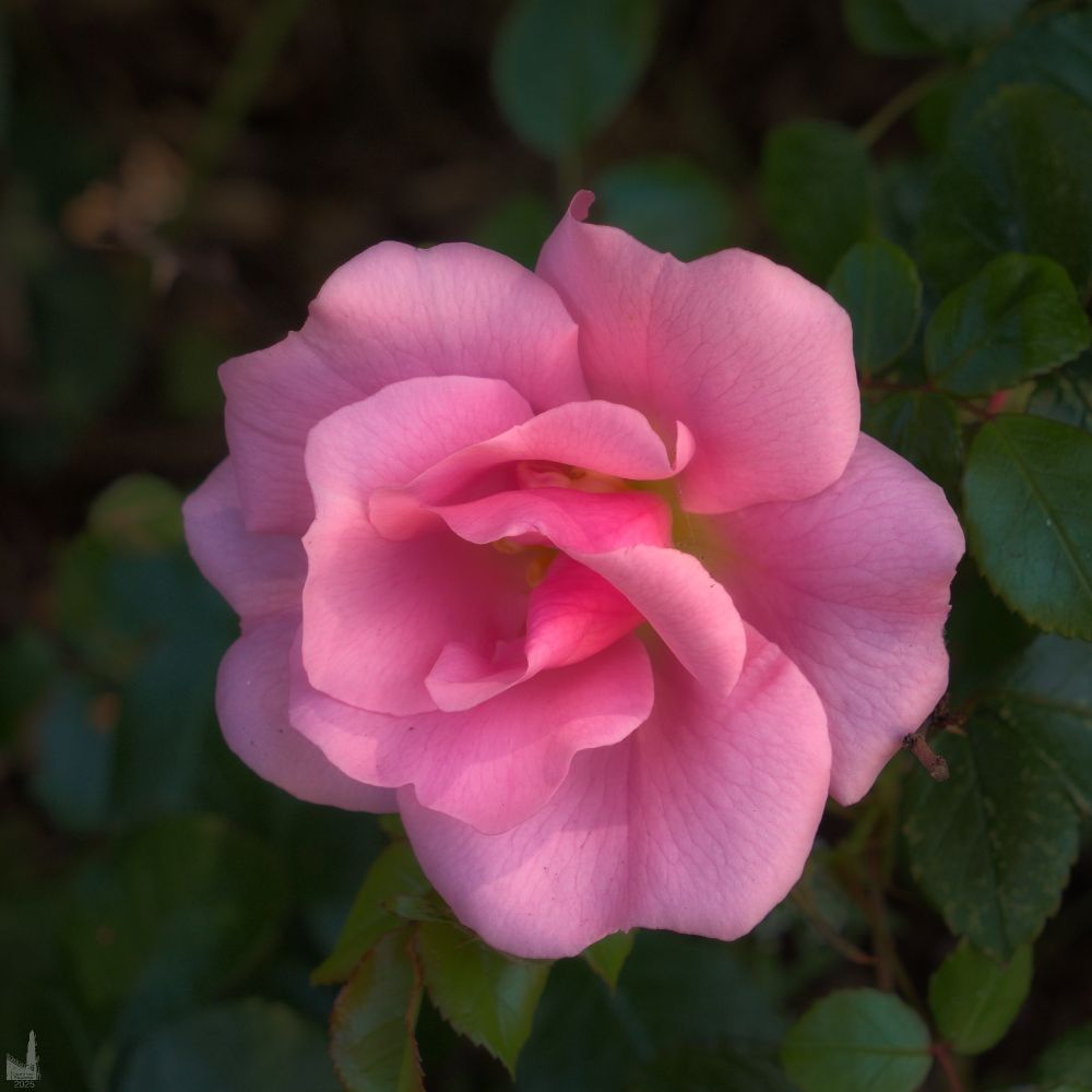 A pink rose from the flower garden in front of Ripley's Believe it or not on Newport, Oregon's bayfront.