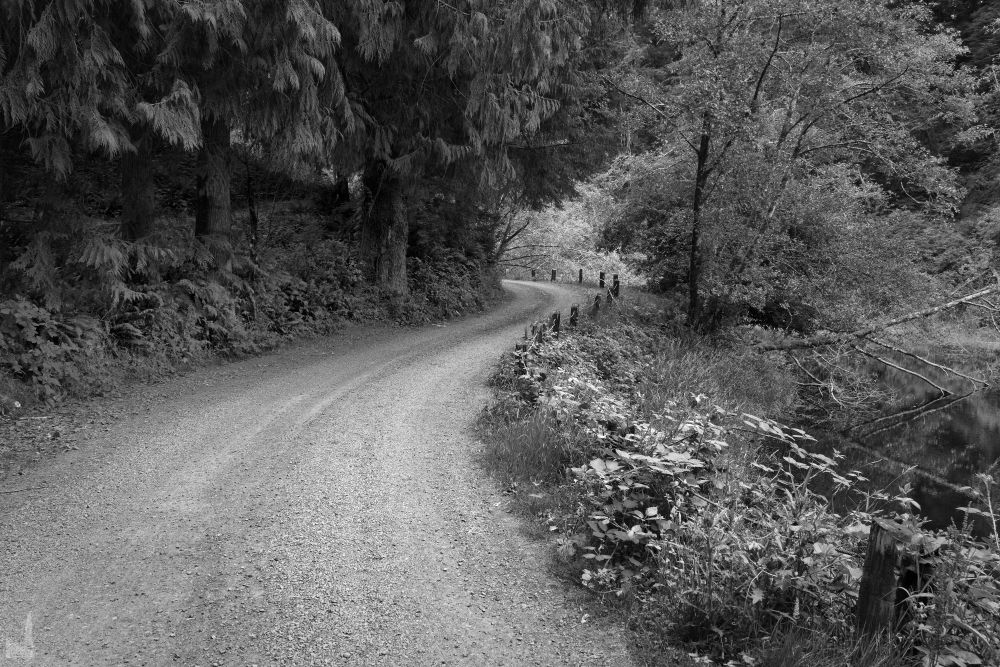 From a walk along the access road to the upper Big Creek reservoir near Newport, Oregon.