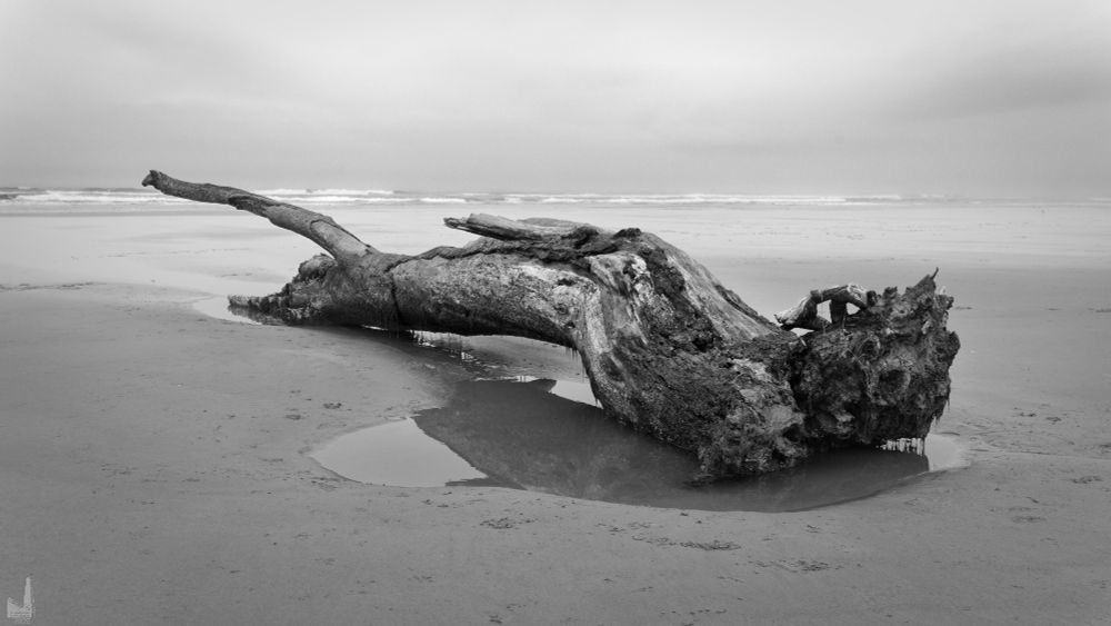 A tree on Nye Beach.  From the growth of seaweed, it had been in the ocean for some time.  It probably wash down a river out to sea and fetched up on the beach.