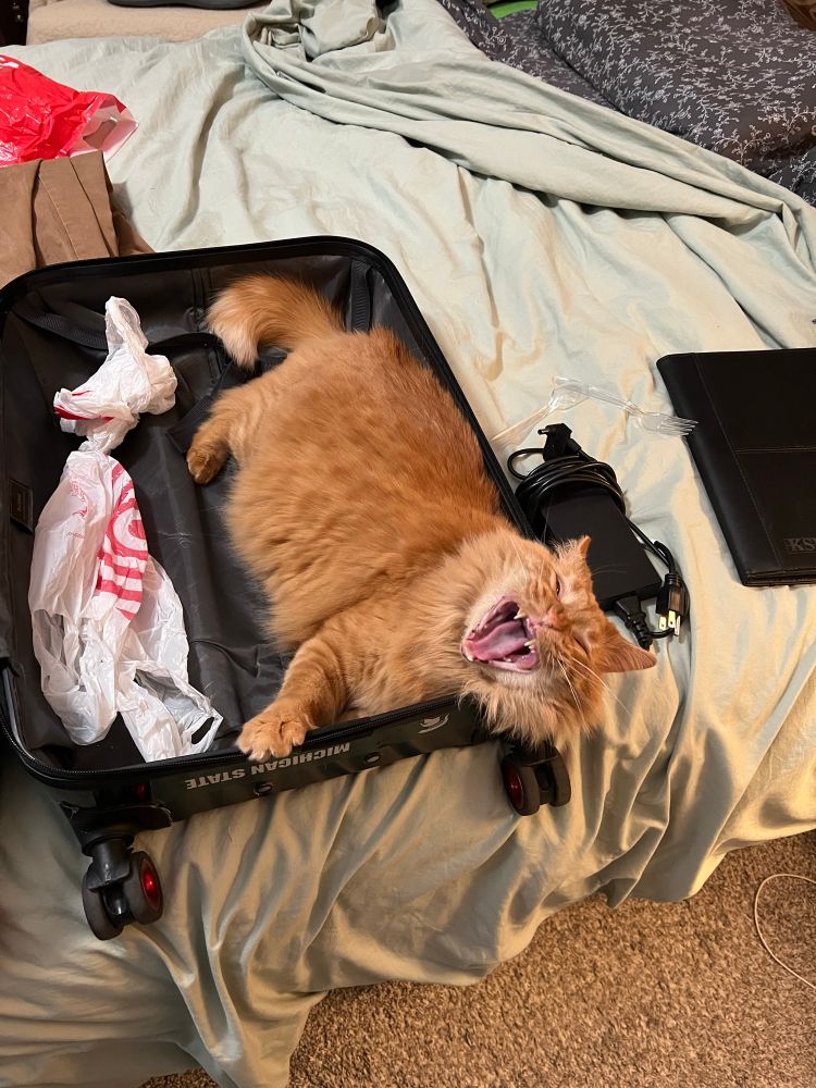 Feline takes over my luggage- no trip for me🤣