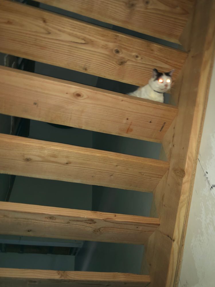 Photo of a calico cat peeking out from under a set of stairs. The camera flash is on and the photo is out of focus 