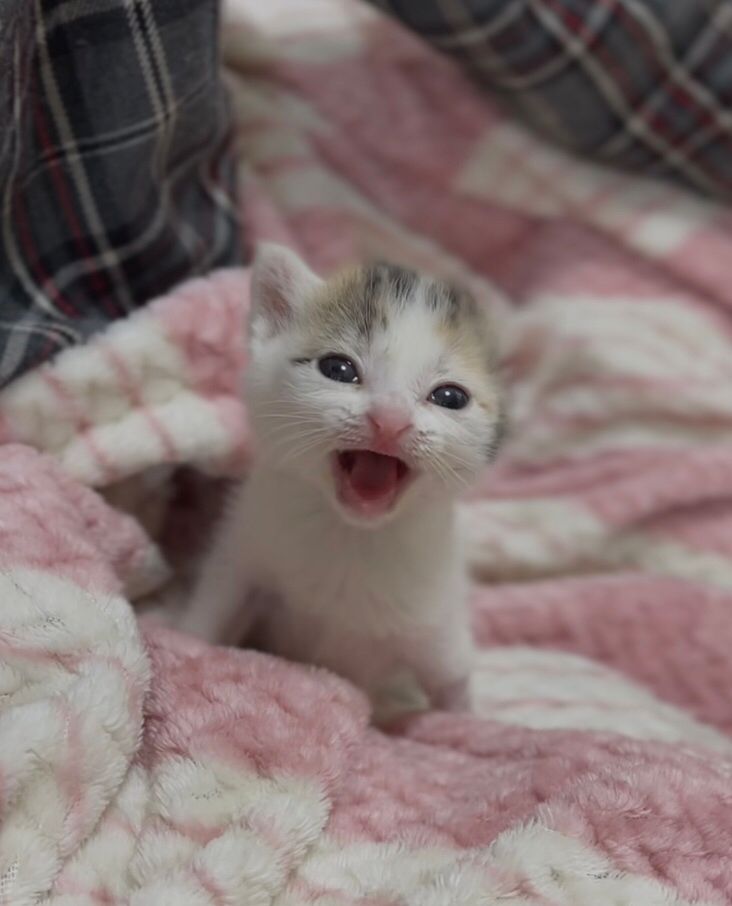 picture of a small kitten meowing
