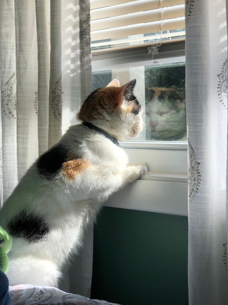 a photo of my calico cat named Lola. She is looking out of a window and her face is in the reflection of the glass 