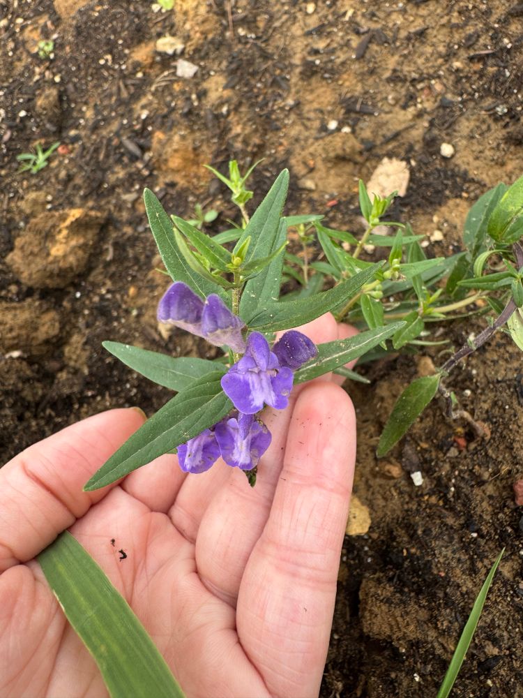 Skullcap