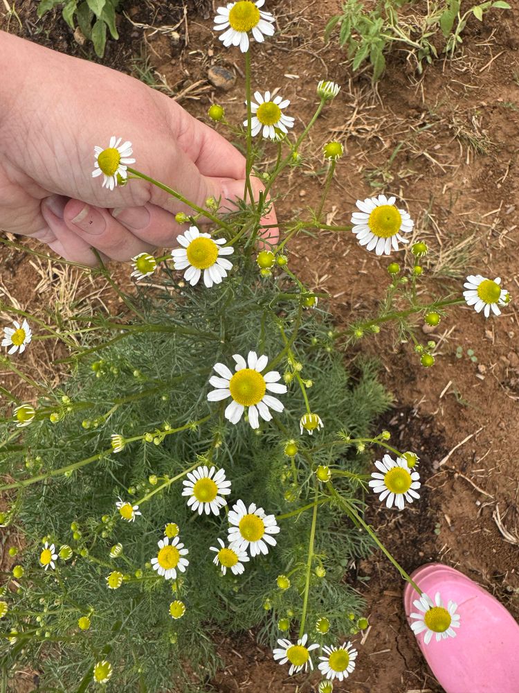 Chamomile 