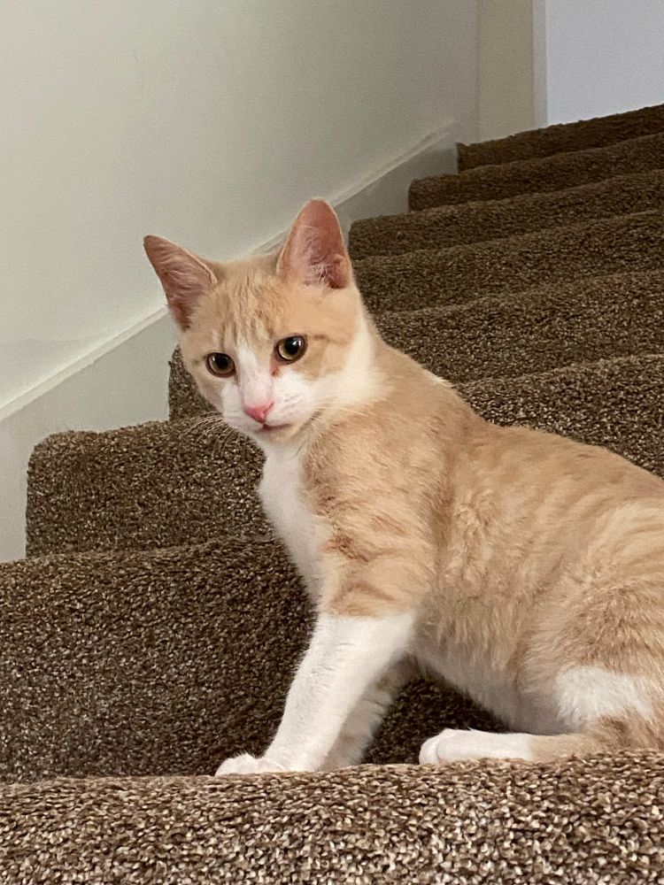 CC sitting on the stairs with his mouth slightly open. his legs look kind of funny. 