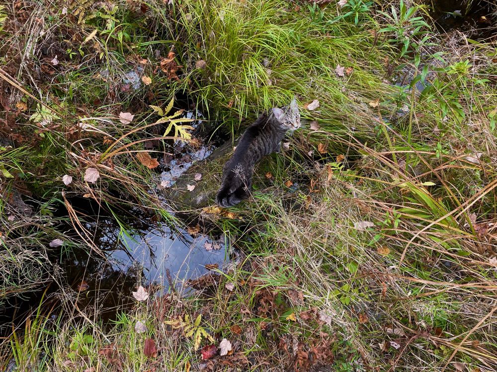 zuko standing on a mossy rock in the middle of a very small stream of water. tall grasses and ferns surround him and hang over most of the water. a few red and brown maple leaves are scattered on the ground. he is looking sort of up at the camera.