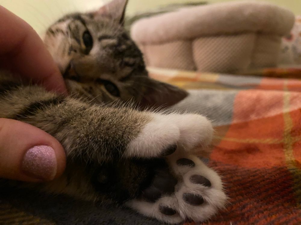 mintaka’s paws put down to reveal her face, out of focus, biting the hand that was lifting her paw to show her toes. 