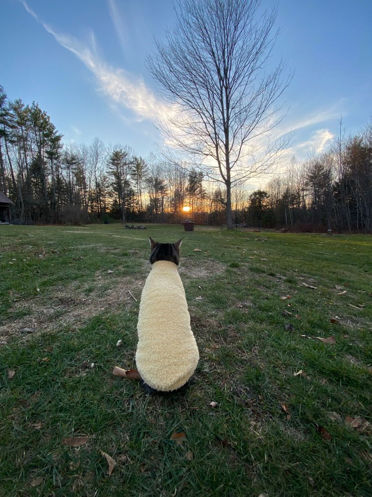 zuko the cat wearing a fuzzy yellow cat sweater and sitting on the grass facing away from the camera. wispy clouds fill the sunset sky view glowing orange through the trees.