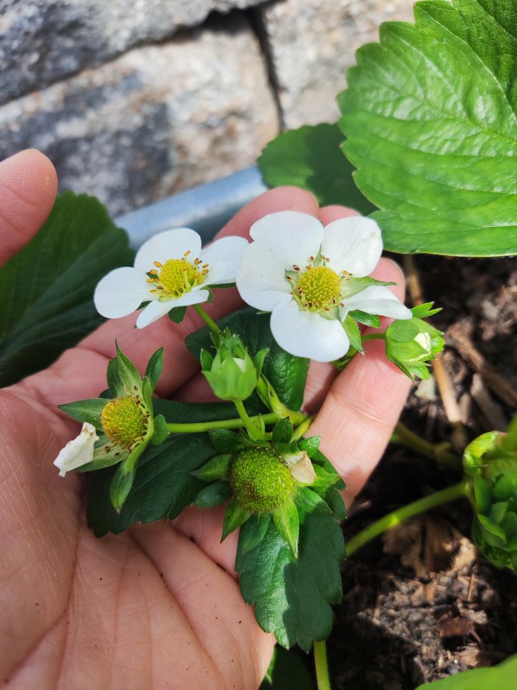Eine Hand hält eine Erdbeerpflanze, an der von der Knospe bis zur kleinen grünen Erdbeere alle Wachstumsschritte sichtbar sind.