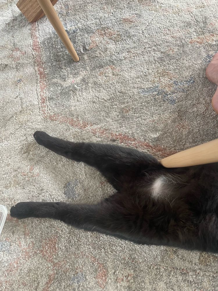 Fat black cat lying on his back under a chair with legs straight out
