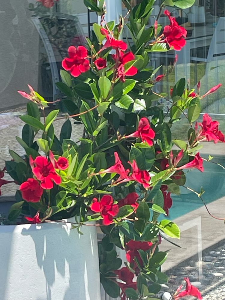 Flowering red plant in white pot