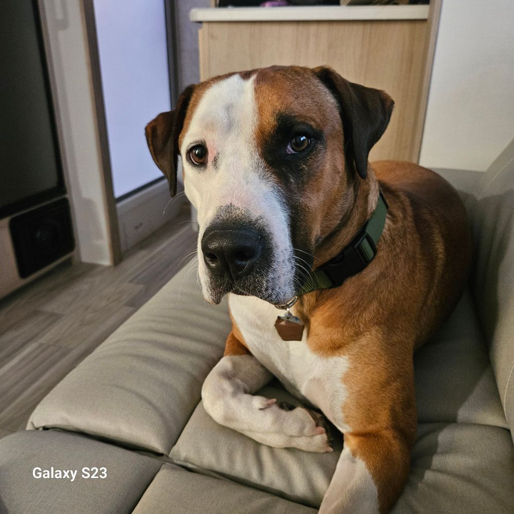 A brown and white dog is laying on a couch and looking at the camera.
