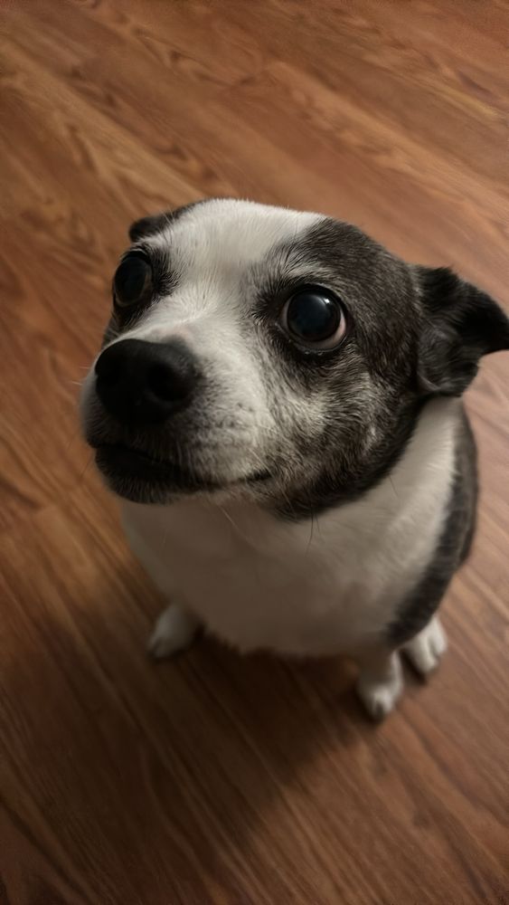 Black and white chihuahua/boston terrier mix named Penny. 