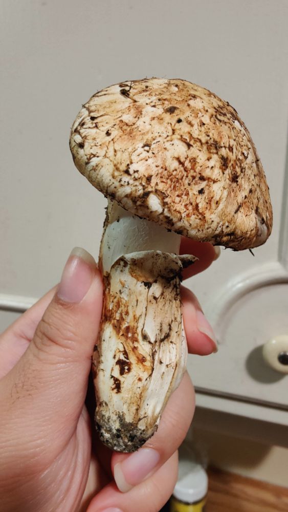 A matsutake mushroom 