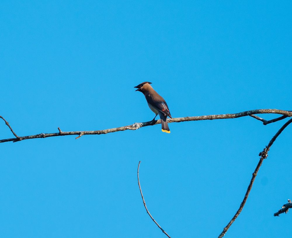 Got a bunch of waxwings too.
