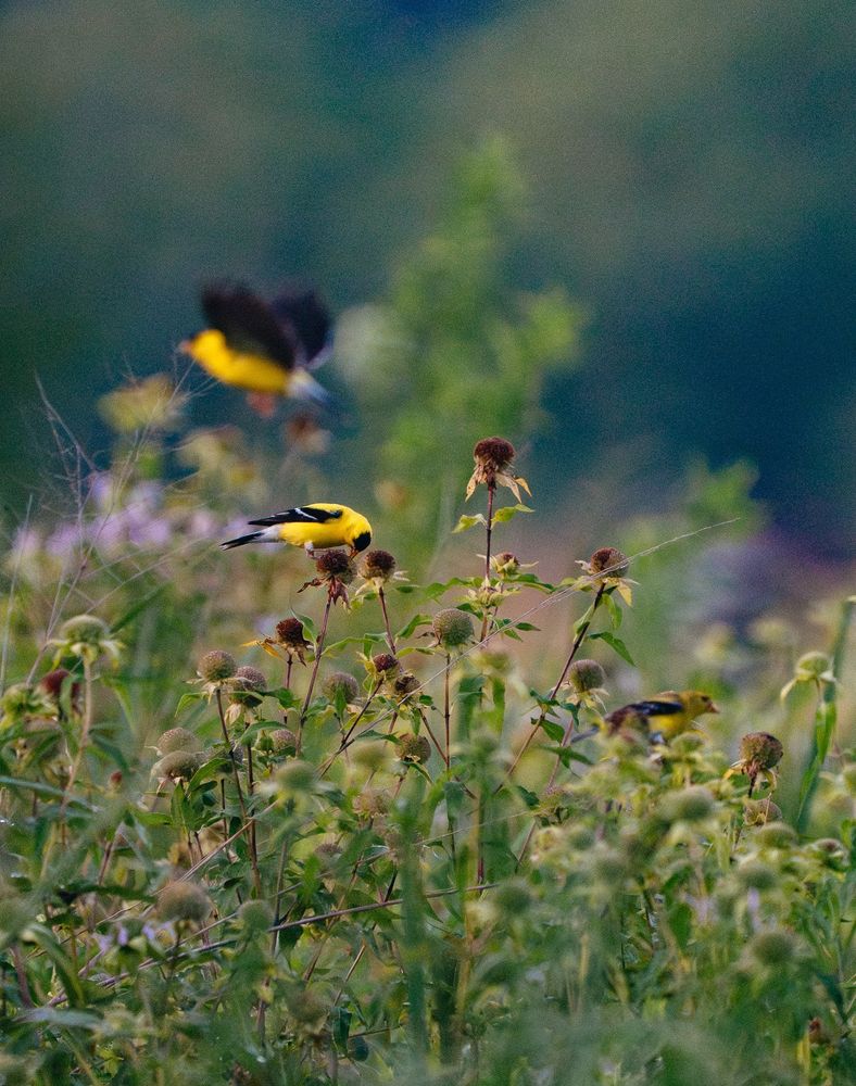 A photograph showing three bright yellow American Goldfinches amongst a dense patch of wildflowers and seed-bearing plants. One bird is in flight, while two are perched on stems. The background is blurred greenery.