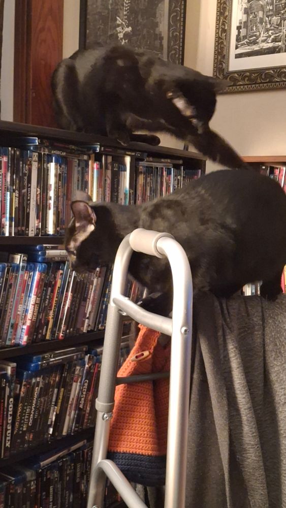 A black cat perched on a walker, another black cat on a shelf