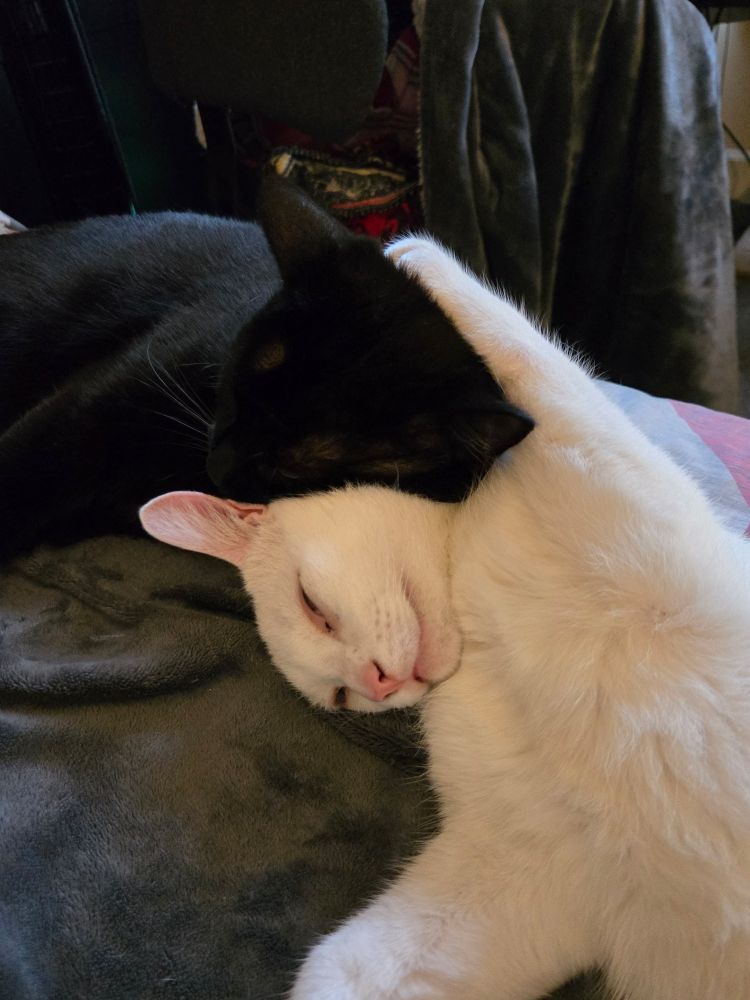Two cats a black on with his head pillowed on a white one's face.

The white one has put his paw on the black cats head to hold him in place and it's fucking adorable