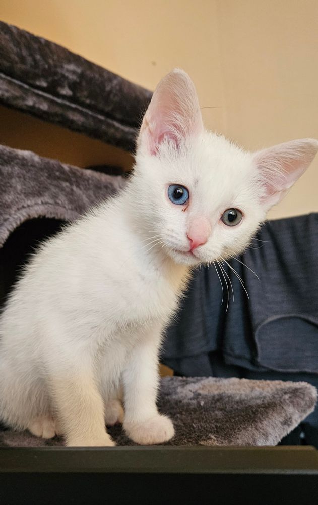 A little white kitten with heterchromatic eyes (one blue, one green) stares quizzicaly at the camera 