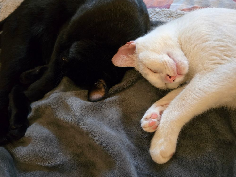 A black cat and a white cat lie curled up together, their heads touching. 

They're fast asleep 