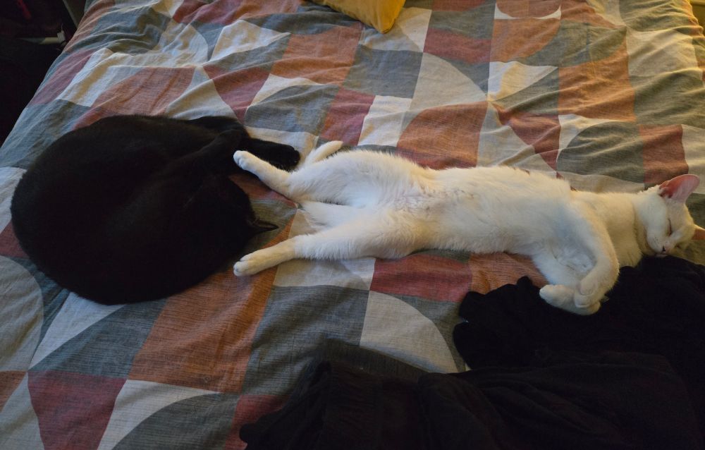 Two cats lie sleeping on a bed, the black one in the classic shrimp pose, the white cat stretched out on his back, hind feet touching the black cat.