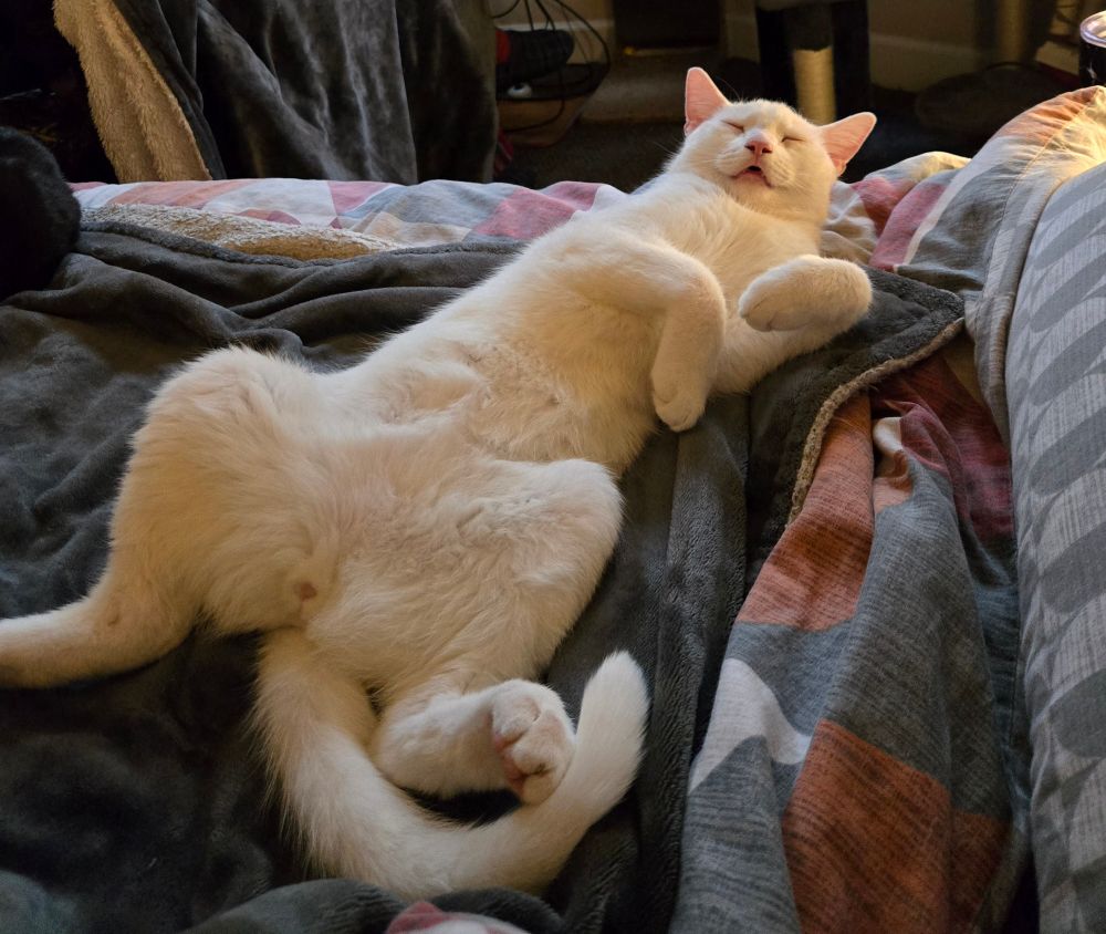 A white cat lies asleep on his back, paws akimbo, mouth slightly open 