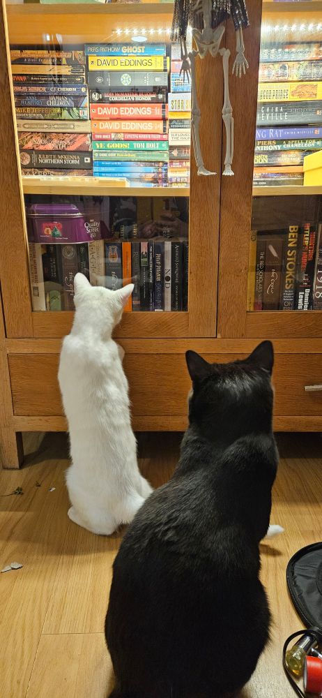 A white cat peers through a glass door into a cupboard full of books and nerd trinkets, a black cat sits behind him, watching.