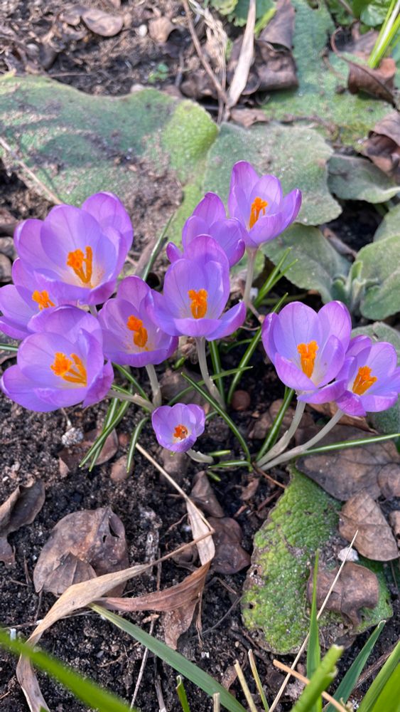 Flowering purple crocus