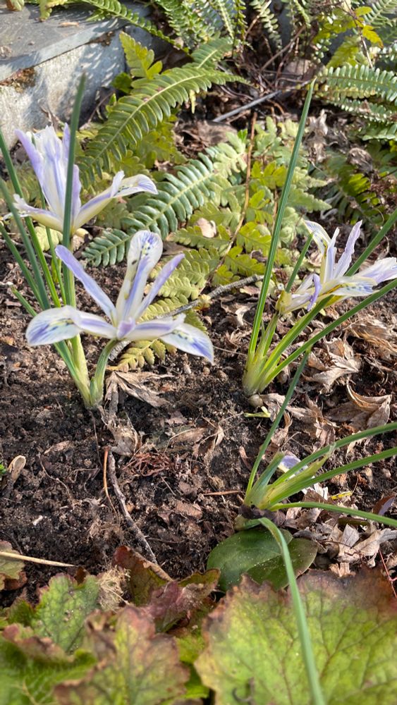 Flowering Pushkinia
