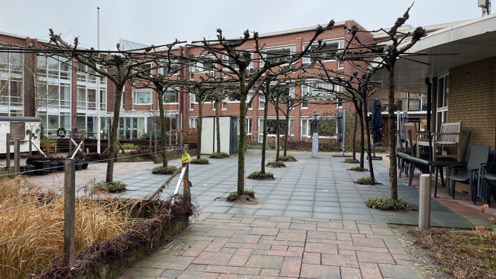 Groot terras met dakbomen met tegels eronder, en een paar borders met beplanting ervoor. Dit is een besloten tuin tussen de gebouwen van een zorginstelling.
